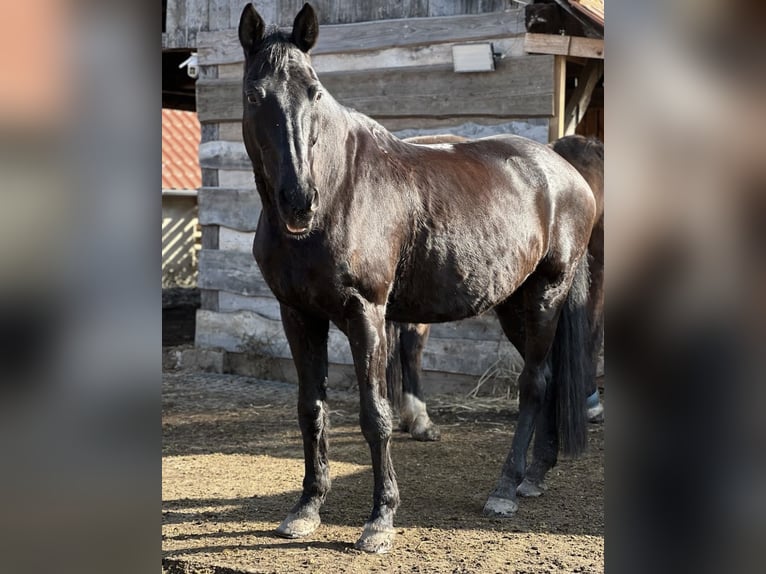 Koń hanowerski Wałach 20 lat 165 cm Kara in Kitzingen