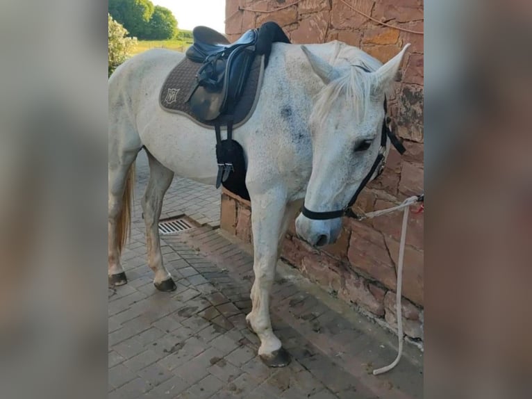 Koń hanowerski Wałach 20 lat 165 cm Siwa w hreczce in Marburg