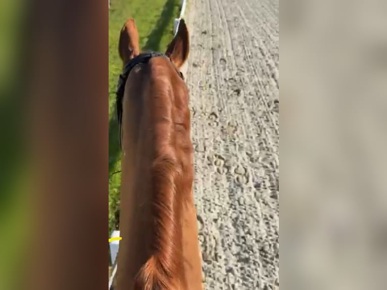 Koń hanowerski Wałach 21 lat 174 cm Kasztanowata in München