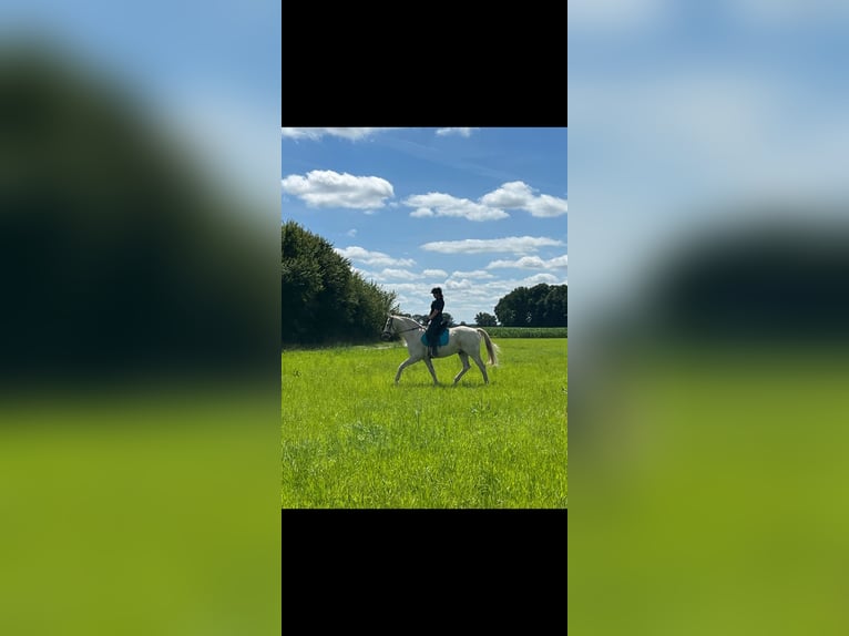 Koń hanowerski Wałach 22 lat 166 cm Siwa in Wingst