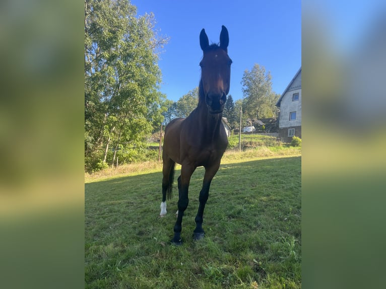 Koń hanowerski Wałach 22 lat 177 cm Gniada in Bernsbacherns