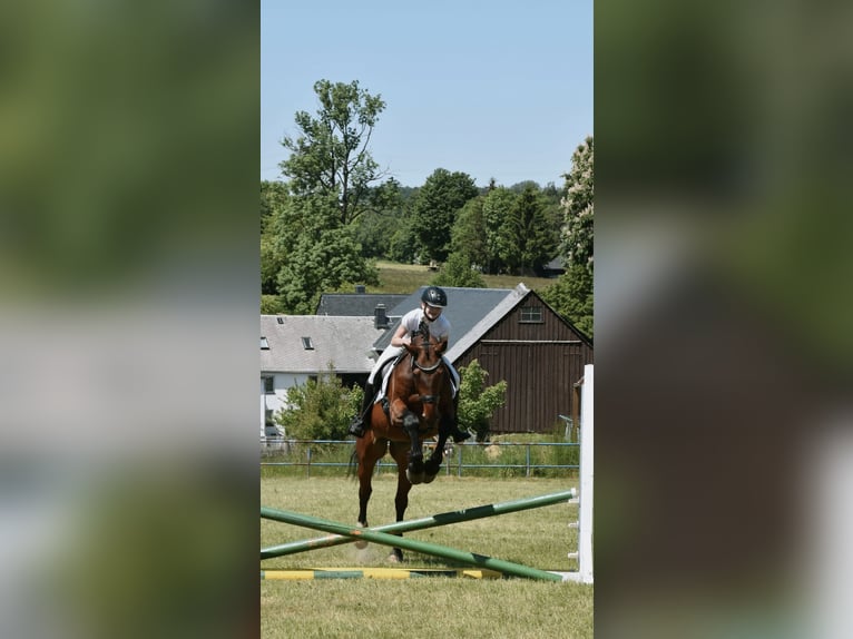 Koń hanowerski Wałach 22 lat 177 cm Gniada in Bernsbacherns