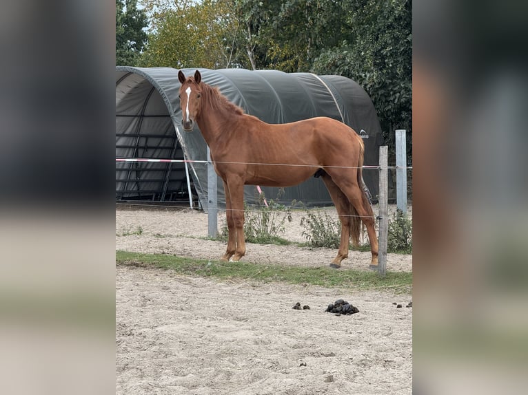 Koń hanowerski Wałach 2 lat 164 cm Kasztanowata in Aurich