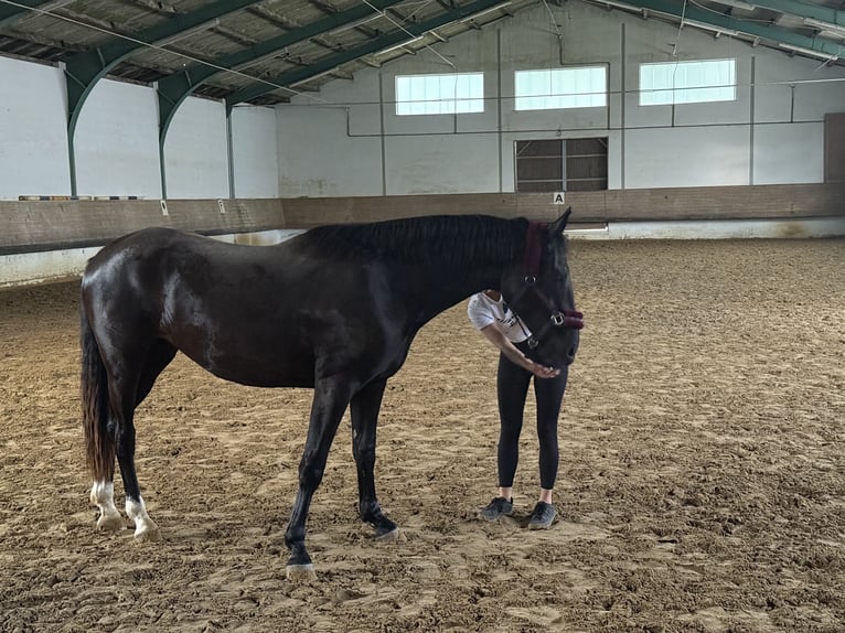 Koń hanowerski Wałach 2 lat 166 cm Kara in Bad Friedrichshall