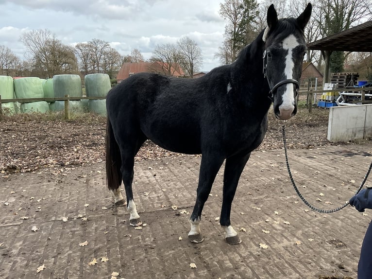 Koń hanowerski Wałach 2 lat 166 cm Karosiwa in L&#xFC;neburg