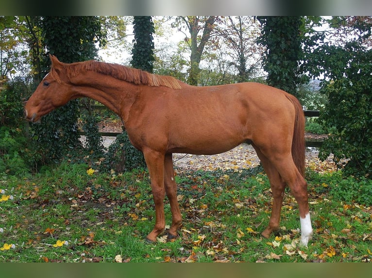 Koń hanowerski Wałach 2 lat 166 cm Kasztanowata in Wesel