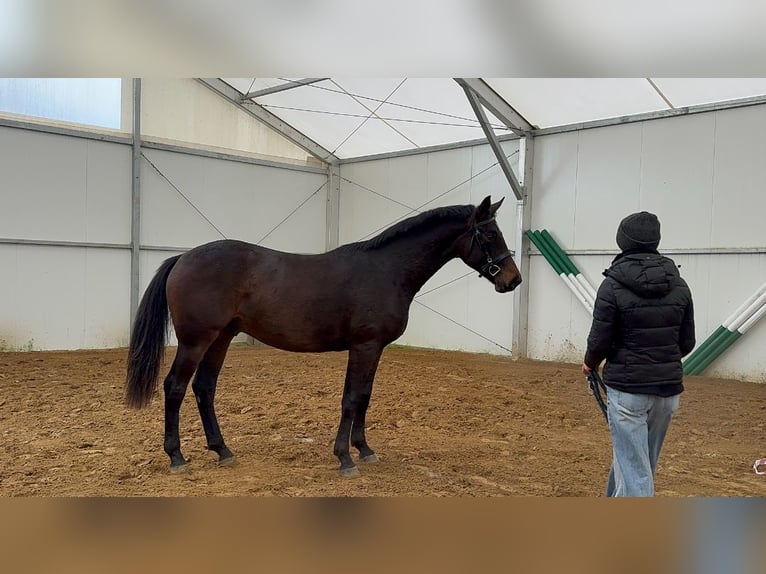 Koń hanowerski Wałach 2 lat 167 cm Gniada in Jarosławiec