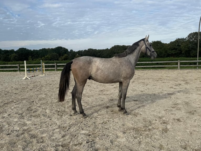 Koń hanowerski Wałach 2 lat 168 cm Siwa in Cuxhaven