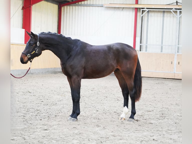 Koń hanowerski Wałach 2 lat 170 cm Ciemnogniada in Hohenfelde