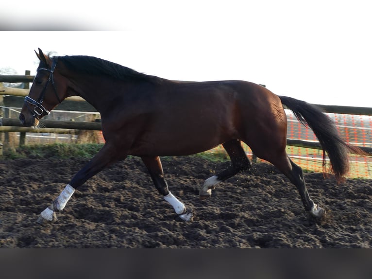 Koń hanowerski Wałach 2 lat 170 cm Gniada in Greifenstein