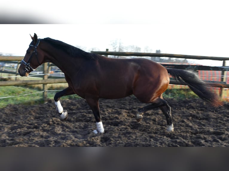 Koń hanowerski Wałach 2 lat 170 cm Gniada in Greifenstein