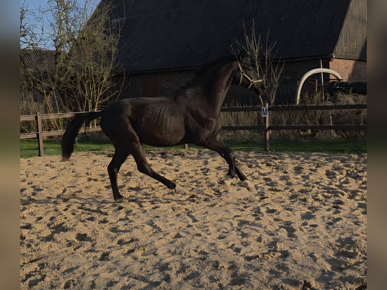 Koń hanowerski Wałach 2 lat 170 cm Kara in Ihlienworth