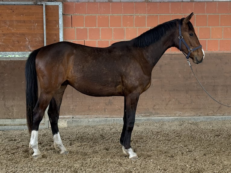 Koń hanowerski Wałach 2 lat 172 cm Ciemnogniada in Langwedel