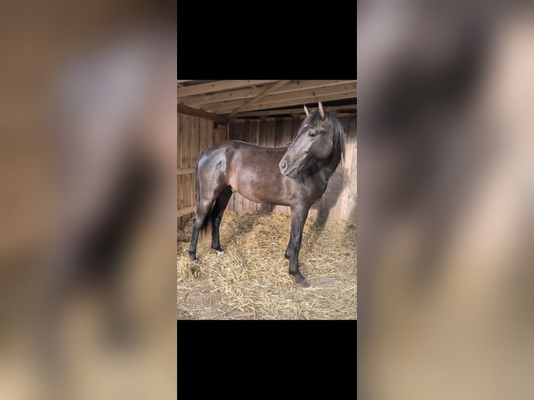 Koń hanowerski Mix Wałach 3 lat 155 cm Kara in Brilon