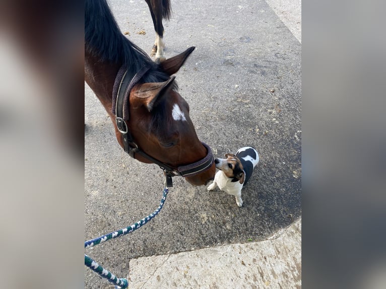 Koń hanowerski Wałach 3 lat 162 cm Ciemnogniada in Essen