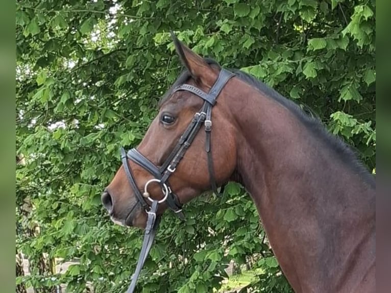 Koń hanowerski Wałach 3 lat 162 cm Ciemnogniada in Essen