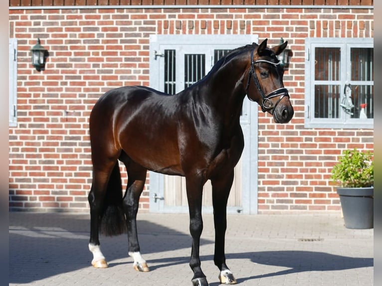 Koń hanowerski Wałach 3 lat 162 cm Ciemnogniada in Bramsche