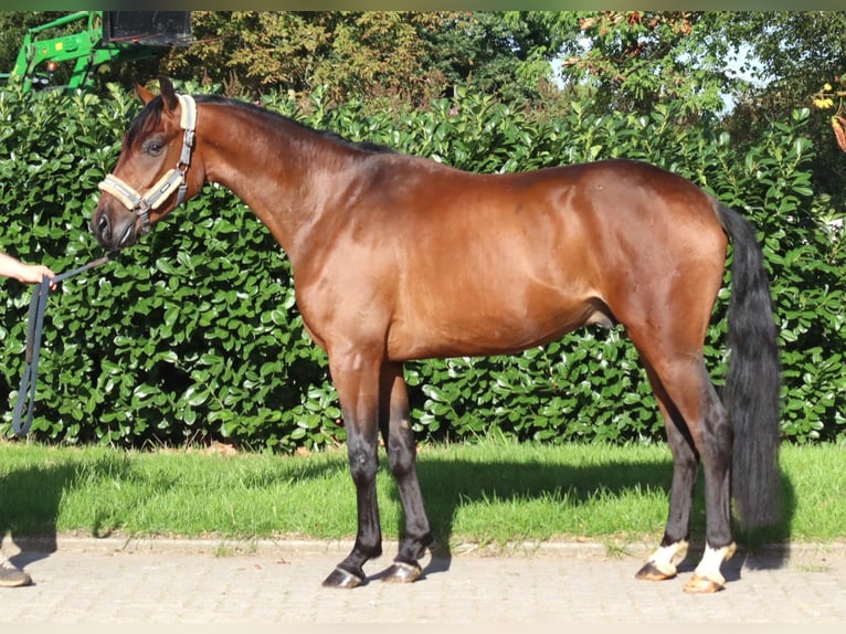Koń hanowerski Wałach 3 lat 162 cm Gniada in Selsingen