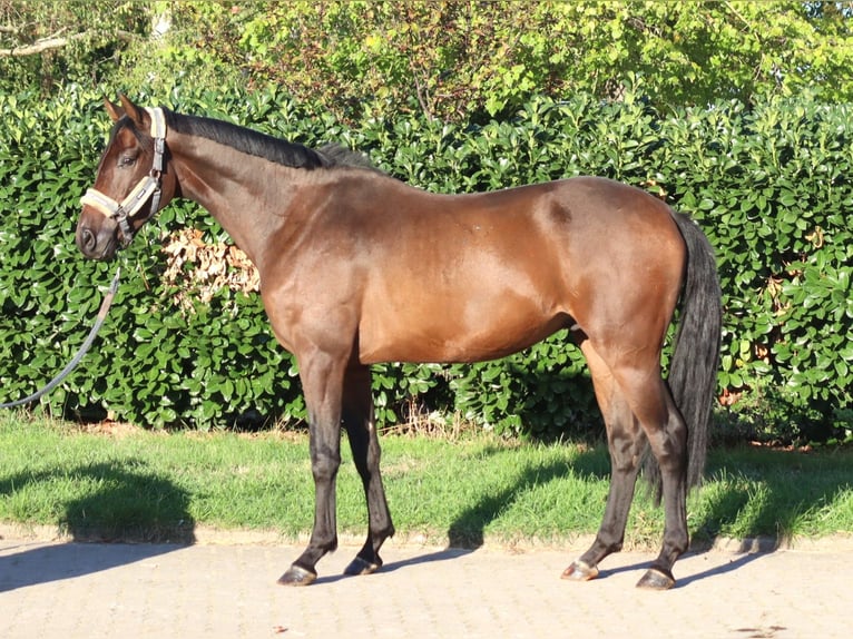 Koń hanowerski Wałach 3 lat 162 cm Gniada in Selsingen
