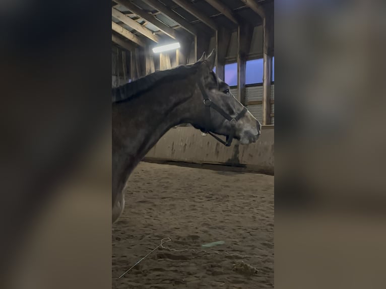 Koń hanowerski Wałach 3 lat 163 cm Siwa in Wahrenholz