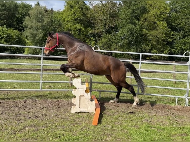 Koń hanowerski Mix Wałach 3 lat 164 cm Ciemnogniada in Colnrade