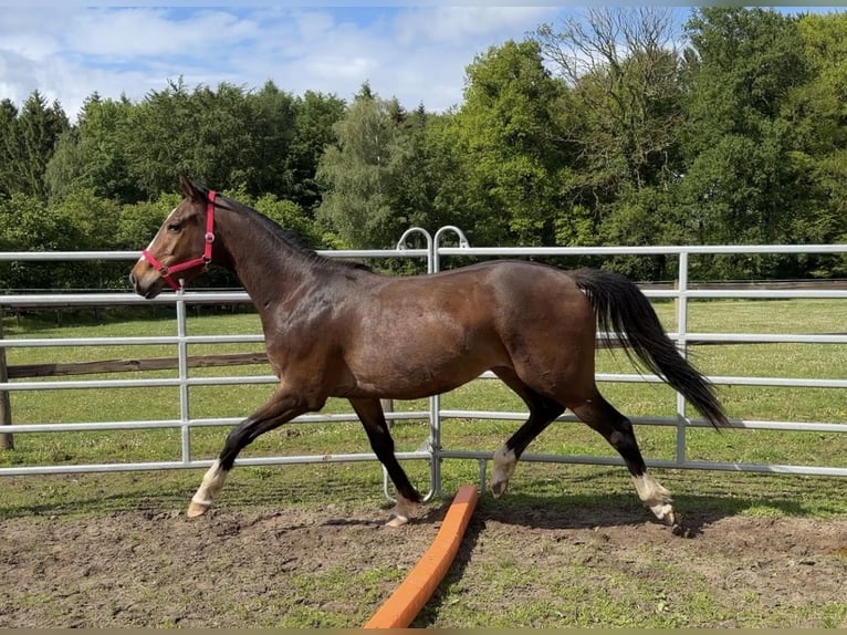 Koń hanowerski Mix Wałach 3 lat 164 cm Ciemnogniada in Colnrade