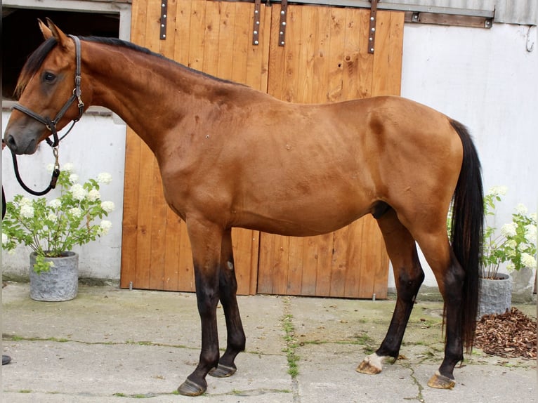 Koń hanowerski Wałach 3 lat 164 cm Gniada in Hagen im Bremischen