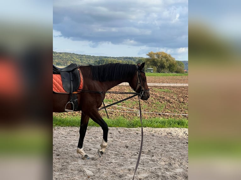 Koń hanowerski Wałach 3 lat 165 cm Gniada in Eschwege