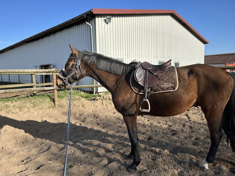 Koń hanowerski Wałach 3 lat 165 cm Gniada in Wedemark