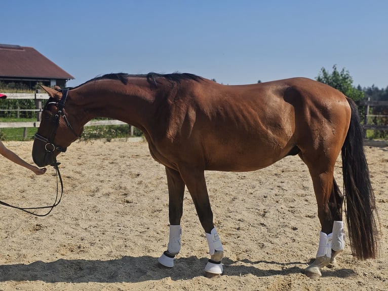 Koń hanowerski Wałach 3 lat 165 cm Gniada in Die&#xDF;en am Ammersee