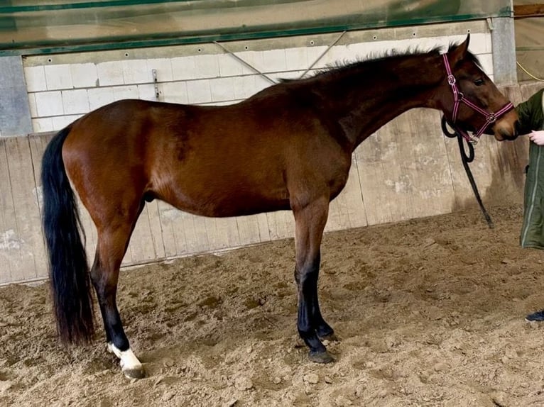Koń hanowerski Wałach 3 lat 165 cm Gniada in Wald-Michelbach