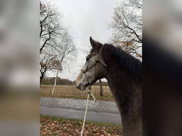 Koń hanowerski Wałach 3 lat 165 cm Może być siwy in Horneburg