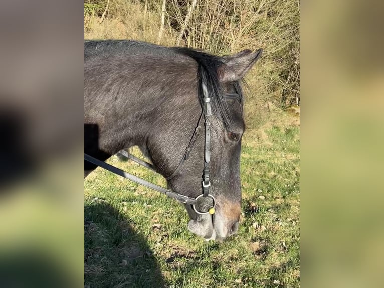 Koń hanowerski Wałach 3 lat 165 cm Może być siwy in Klatovy