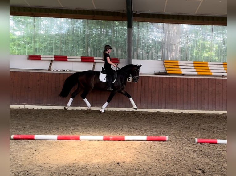 Koń hanowerski Wałach 3 lat 165 cm Skarogniada in Rethem