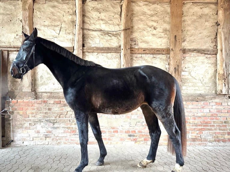 Koń hanowerski Wałach 3 lat 166 cm Ciemnogniada in Lehre