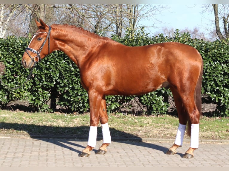 Koń hanowerski Wałach 3 lat 166 cm Kasztanowata in Selsingen