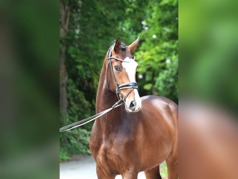 Koń hanowerski Wałach 3 lat 167 cm Ciemnogniada in Ree&#xDF;um