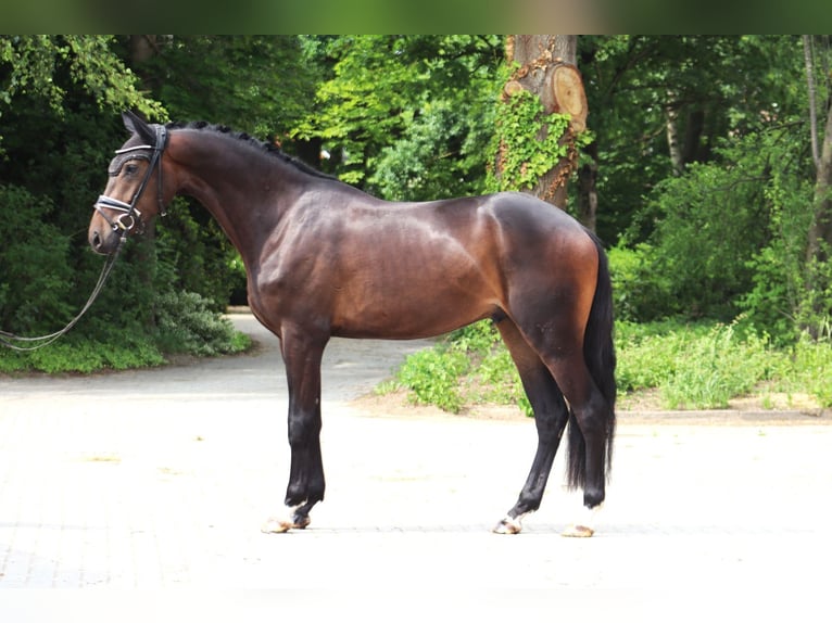 Koń hanowerski Wałach 3 lat 167 cm Ciemnogniada in Ree&#xDF;um