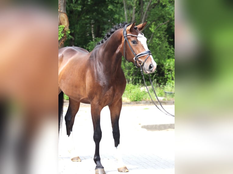 Koń hanowerski Wałach 3 lat 167 cm Ciemnogniada in Ree&#xDF;um