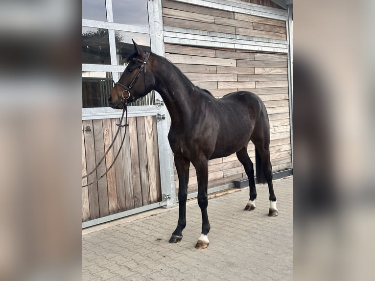 Koń hanowerski Wałach 3 lat 167 cm Ciemnogniada in Leipzig