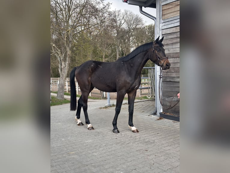 Koń hanowerski Wałach 3 lat 167 cm Ciemnogniada in Leipzig