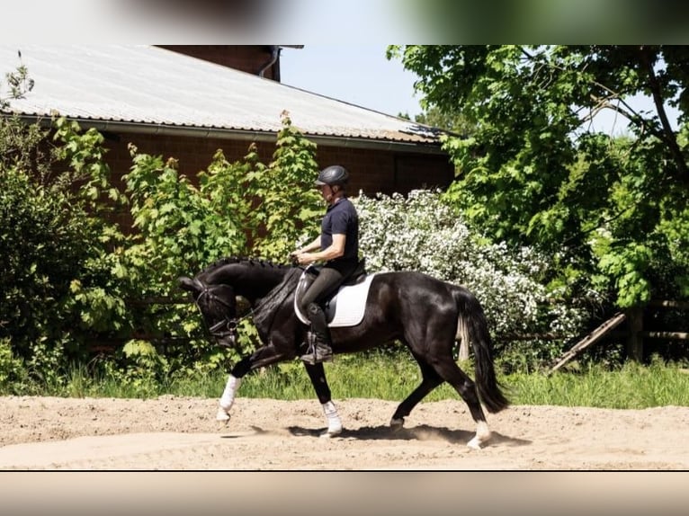 Koń hanowerski Wałach 3 lat 167 cm Kara in Gnarrenburg