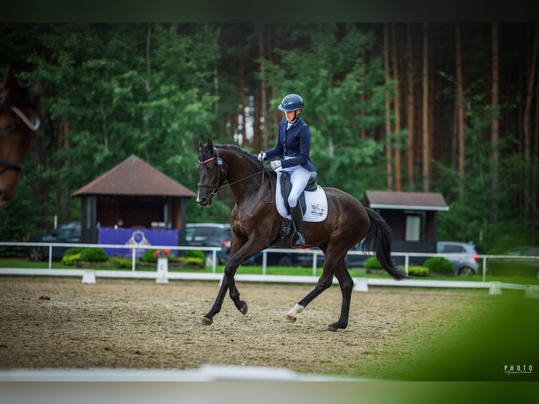 Koń hanowerski Wałach 3 lat 167 cm Kara in Łódź