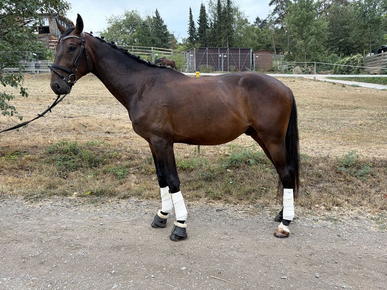 Koń hanowerski Wałach 3 lat 168 cm Ciemnogniada in Höpfingen