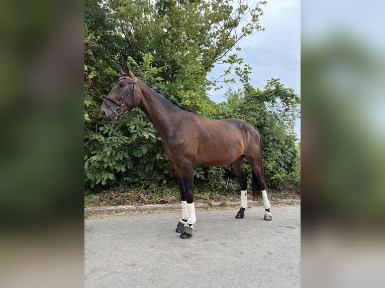 Koń hanowerski Wałach 3 lat 168 cm Ciemnogniada in Höpfingen