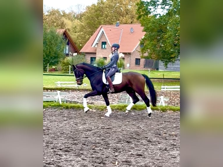 Koń hanowerski Wałach 3 lat 168 cm Ciemnogniada in Kirchlinteln