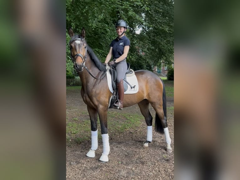 Koń hanowerski Wałach 3 lat 168 cm Ciemnogniada in Mechtersen