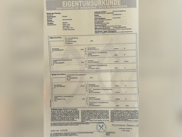 Koń hanowerski Wałach 3 lat 168 cm Ciemnokasztanowata in Schee&#xDF;el