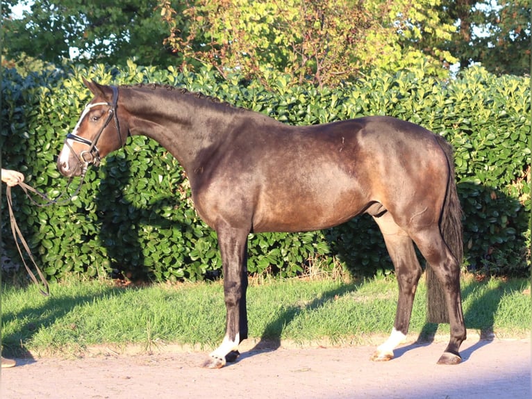 Koń hanowerski Wałach 3 lat 168 cm Gniada in Selsingen