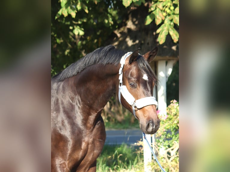 Koń hanowerski Wałach 3 lat 168 cm Gniada in Selsingen